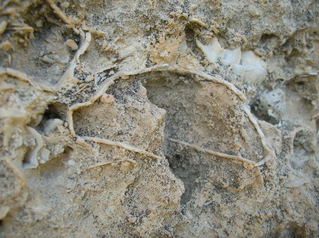 Fossili calcareniti